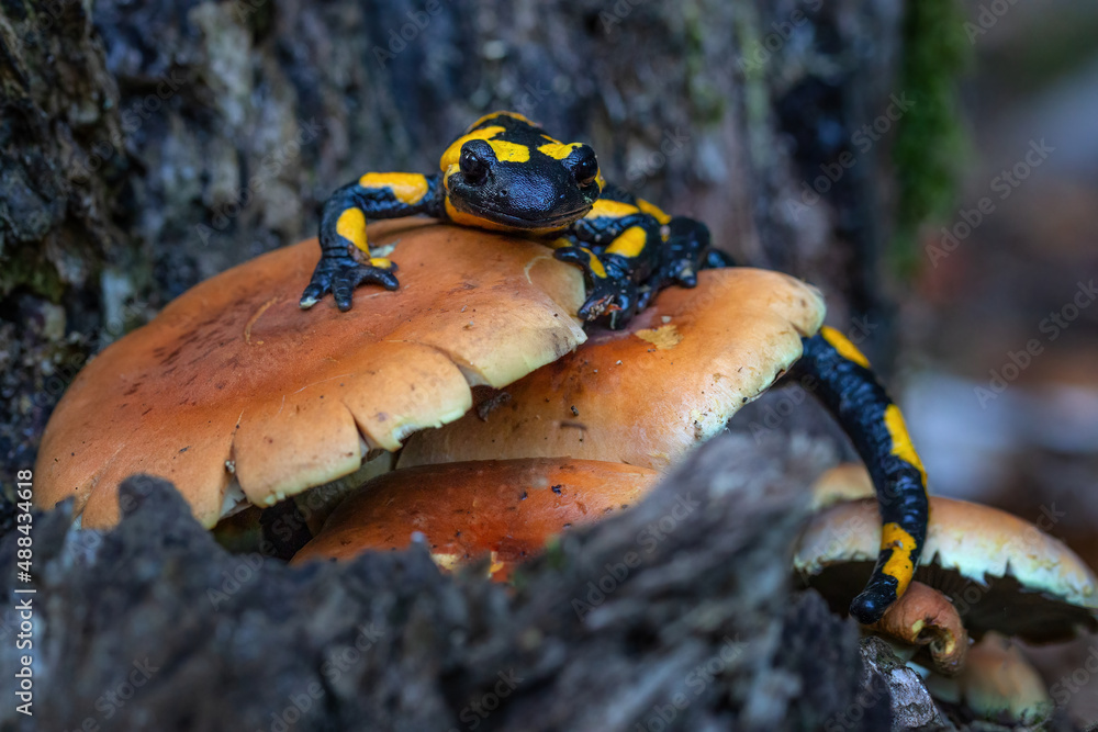 The fire salamander - Salamandra salamandra - is a common species of salamander found in Europe The fire salamander - Salamandra salamandra - is a common species of salamander found in Europe