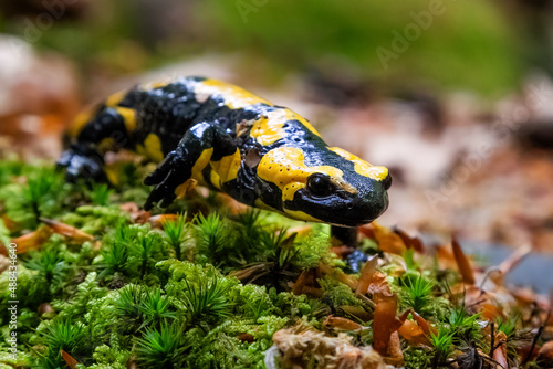 The fire salamander - Salamandra salamandra - is a common species of salamander found in Europe photo