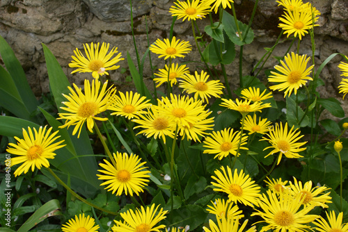 Yellow doronicum chamomile blooms in the flowerbed