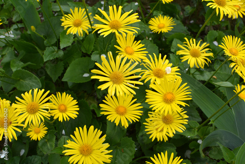 Yellow doronicum chamomile blooms in the flowerbed