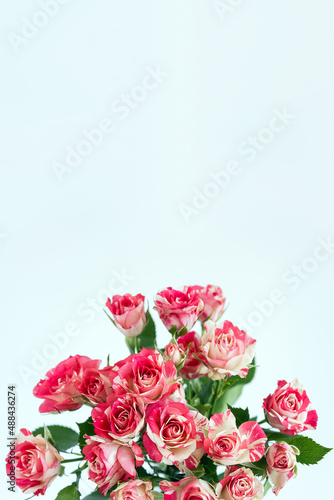 White-red rose on a pastel background. Vertical floral banner. Selective focus, copy space © ClareM