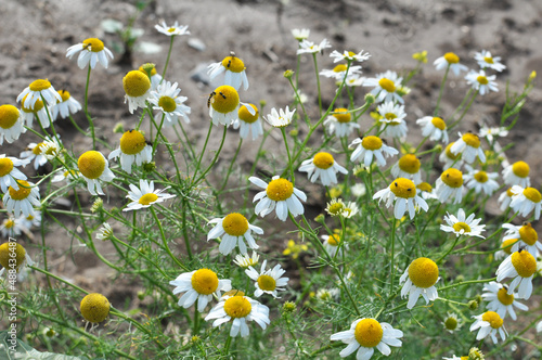 Chamomile is odorless (Tripleurospermum maritimum) grows in nature among grasses photo