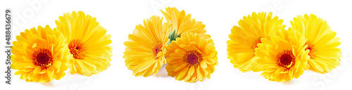 Calendula flower isolated on white background