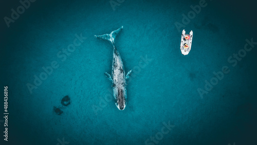 Gian grenlandiad whale surfaced near whalewatchers on a board from drone photo