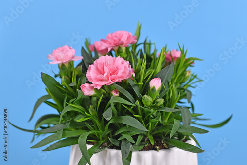 Pink Dianthus flowers in pot on blue background