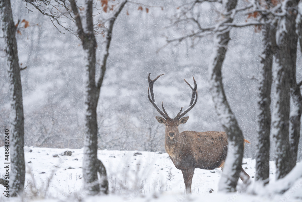 Red deer during winter season. Deer in the forest. European nature. Animals in Rhodope mountains. Red deer during winter season. Deer in the forest. European nature. Animals in Rhodope mountains.