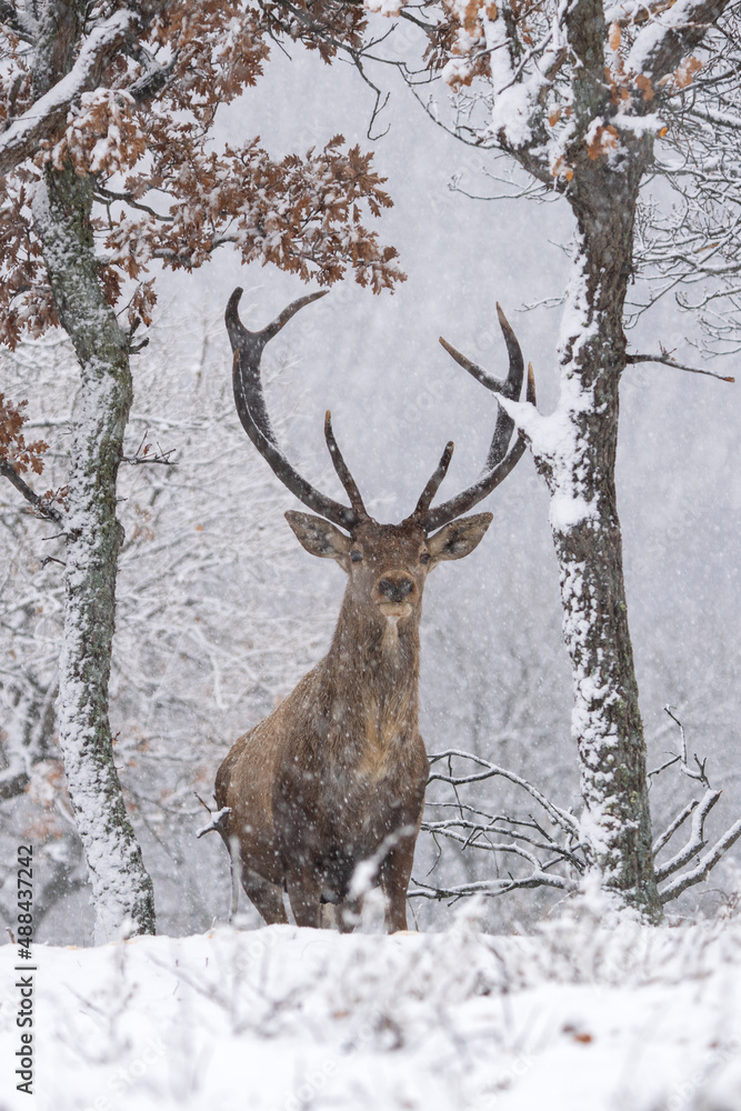 Red deer during winter season. Deer in the forest. European nature. Animals in Rhodope mountains. Red deer during winter season. Deer in the forest. European nature. Animals in Rhodope mountains.