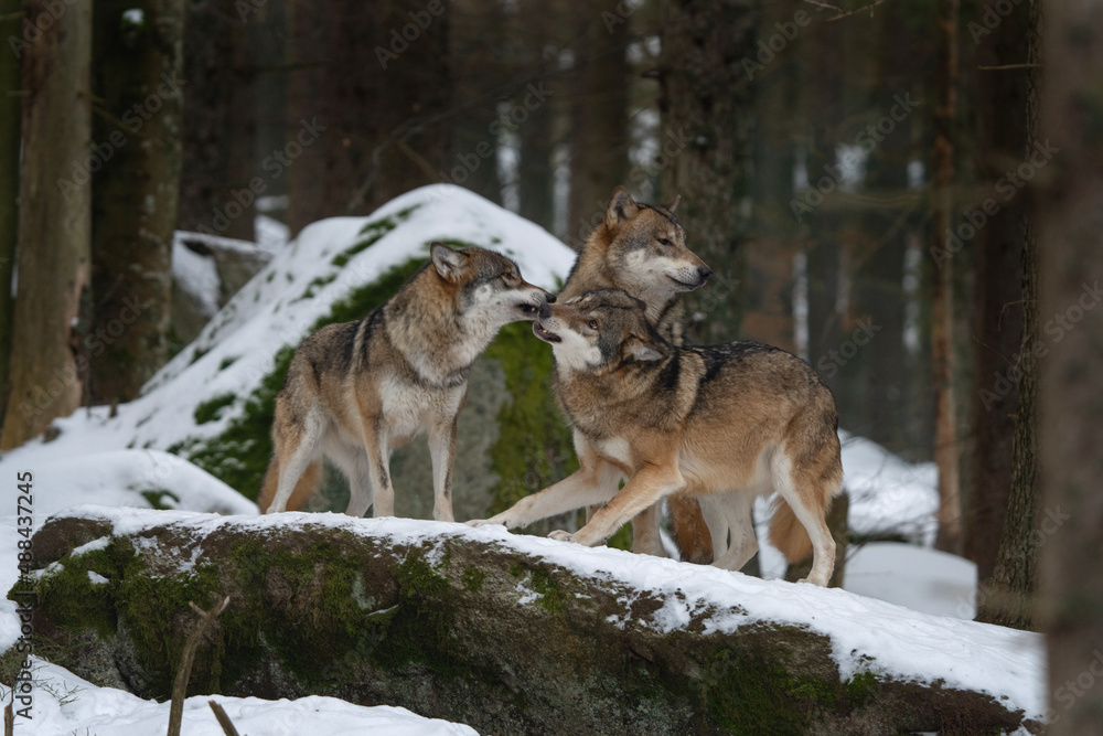 Naklejka premium Eurasian wolf in the forest. Wolf during winter time. European nature. Pack of wolf in nature. 