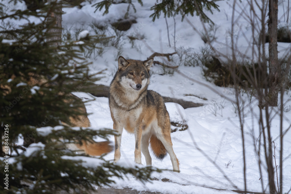 Naklejka premium Eurasian wolf in the forest. Wolf during winter time. European nature. Pack of wolf in nature.