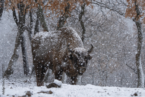 European bison during winter season. Bison in the forest. European nature. Animals in Rhodope mountains. 