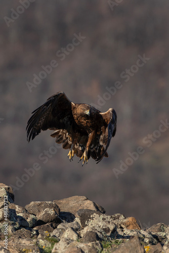 Golden eagle searching for food. Eagle on the top of rock.Rare birds in Rhodope mountains. European nature. 
