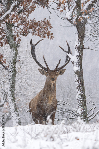 Red deer during winter season. Deer in the forest. European nature. Animals in Rhodope mountains.  © prochym