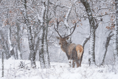 Red deer during winter season. Deer in the forest. European nature. Animals in Rhodope mountains. 