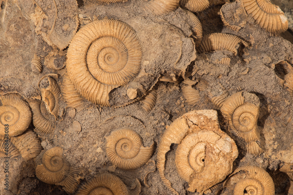 Many Ammonite Fossils from the Jurassic. Archeology and paleontology concept. Many Ammonite Fossils from the Jurassic. Archeology and paleontology concept.