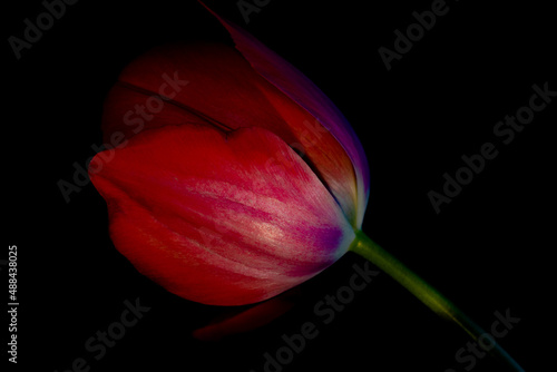 Tulip isolated on black background. Tulip background photo