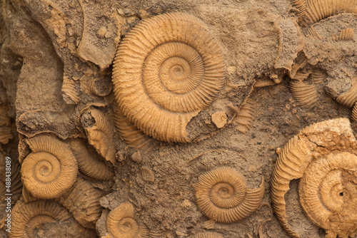 Many Ammonite Fossils from the Jurassic. Archeology and paleontology concept. photo
