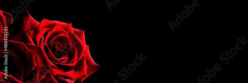Fototapeta Naklejka Na Ścianę i Meble -  Red rose on a black background, banner