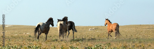Herd of wild horses running in the Pryor Mountain wild horse range in Montana United States