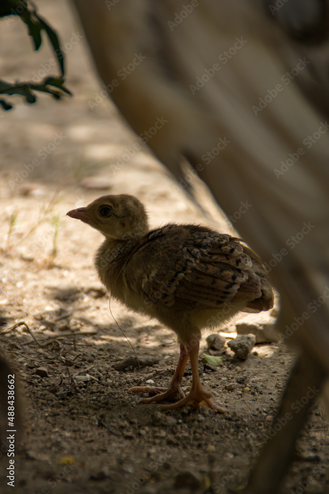 peachick peachick