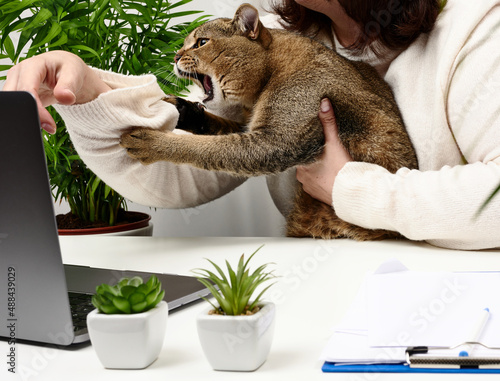 funny adult gray cat prevents the freelancer from working at the laptop. The animal bites the hand. Lack of attention to pets photo