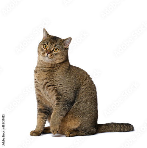 adult gray cat Scottish straight sits on a white isolated background. cute playful animal