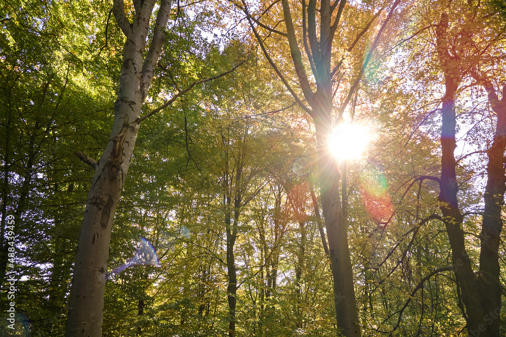 Brightly illuminated with sunlight beams green forest with lush trees at autumn sunrise. Amazing wild woodland on sunny day. Environment and nature protection concept Brightly illuminated with sunlight beams green forest with lush trees at autumn sunrise. Amazing wild woodland on sunny day. Environment and nature protection concept