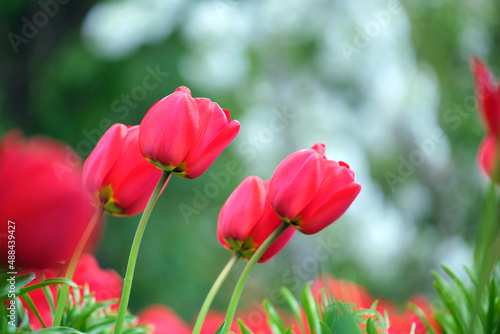 Bright red tulip flowers blooming on outdoor flowerbed on sunny spring day