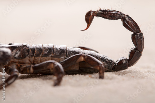 Black scorpion in close up. Macro photography of deadly sting. Nature in details photo