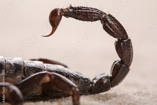 Black scorpion in close up. Macro photography of deadly sting. Nature in details