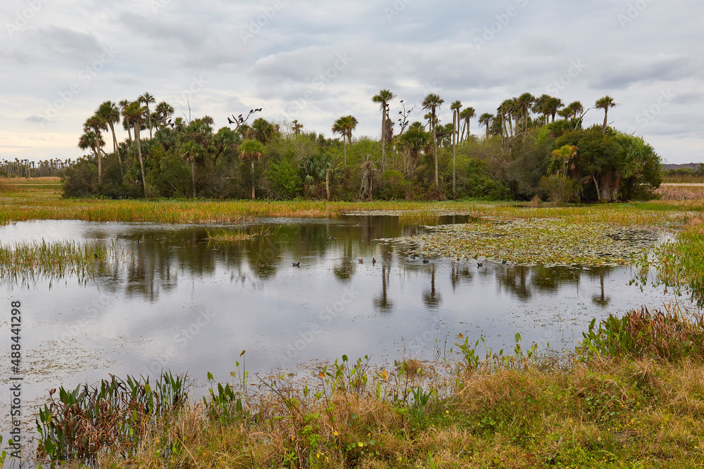 Palm trees and wetlands at Orlando Wetlands Park near Orlando, Florida