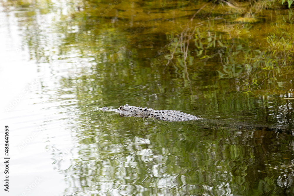 Alligator Swimming In Pond In Everglades of Florida Alligator Swimming In Pond In Everglades of Florida