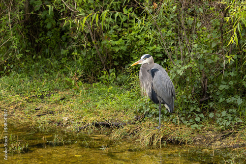 Great Blue Heron In Florida Everglades
