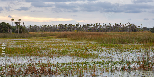 Winter view of wetlands and distant palm trees at Orlando Wetlands Park  located near Orlando  Florida