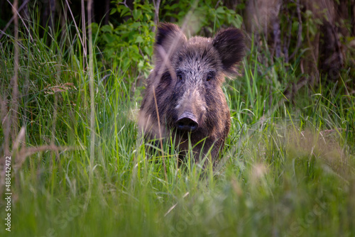 The wild boar - Sus scrofa - also known as the wild swine