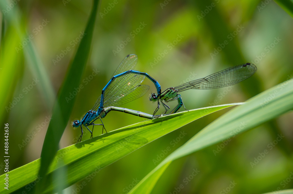 Fototapeta premium Common Blue damselflies mating