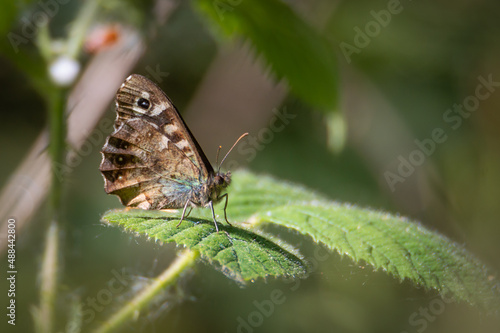 Speckled Wood butterfly with wings up on a bramble leaf