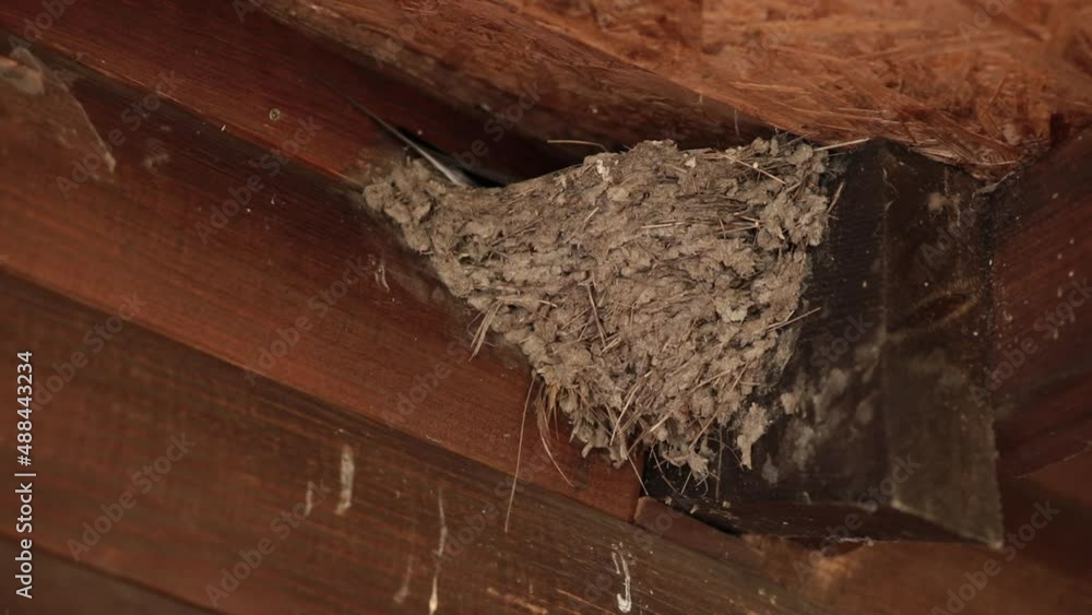 Nest of swallows under wooden roof of farmhouse. Swallow fly and feed