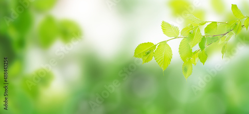 Young linden foliage in the garden. Sun rays and bokeh. Spring background. Widescreen. Banner.