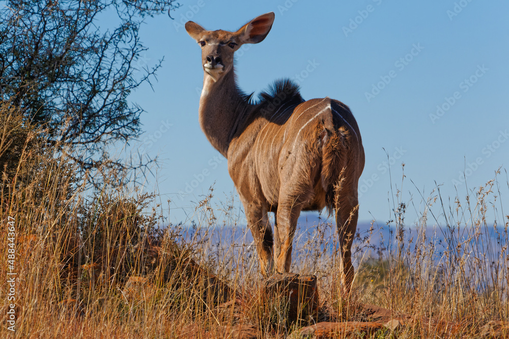 Fototapeta premium Adult female Kudu looking over shoulder