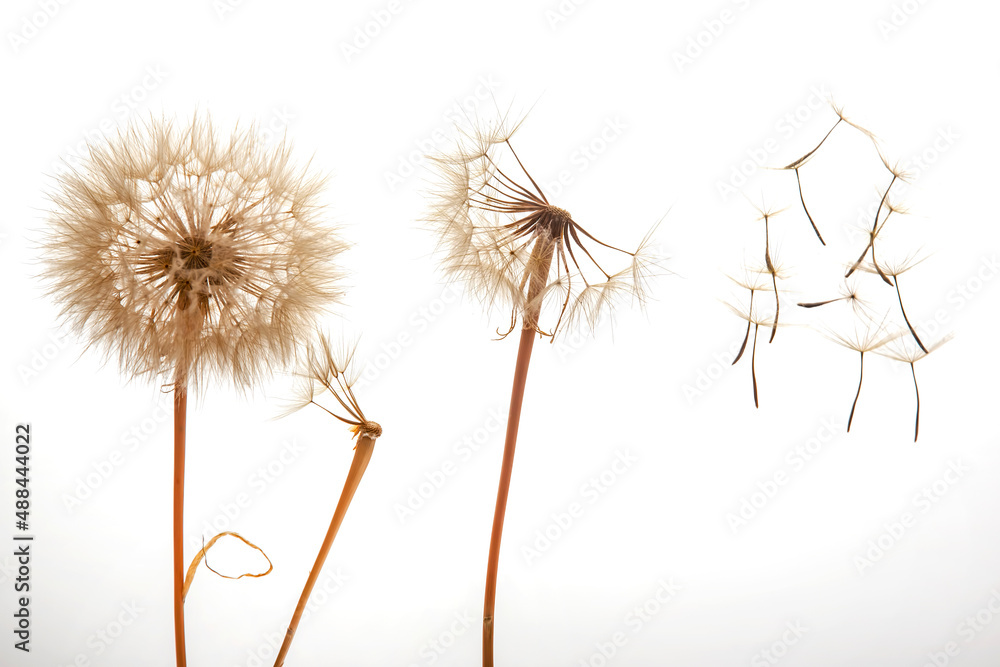 dandelion seeds fly from a flower on a light background. botany and bloom growth propagation.