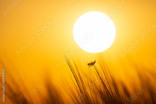 beetle crawls on the grass against the backdrop of the setting sun. botany and zoology of nature