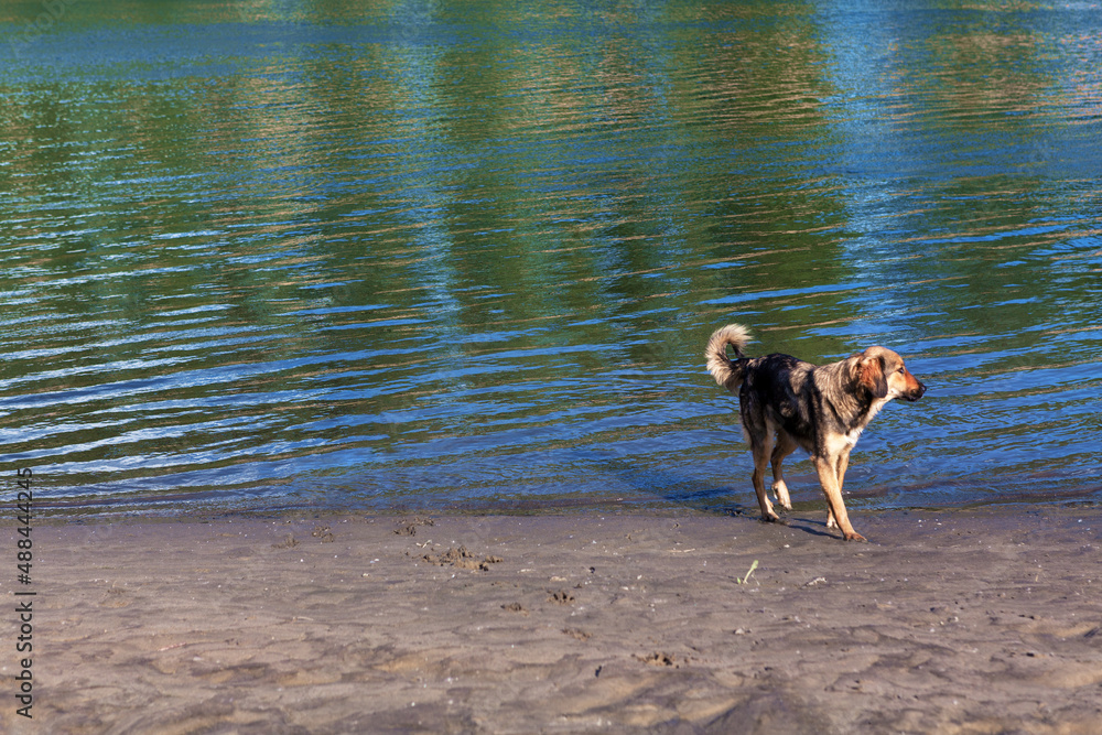 Single dog standing on the river shore . Street animal at the riverside Single dog standing on the river shore . Street animal at the riverside