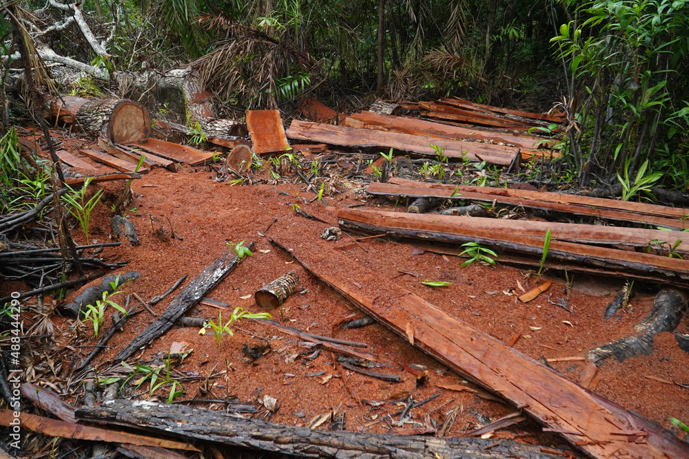 Deforestation of the Brazilian rainforest in the Amazon. Sawed down hardwood jungle tree in the middle of the rainforest. Some boards were used, the rest of the tree is destroyed and will be rotten Deforestation of the Brazilian rainforest in the Amazon. Sawed down hardwood jungle tree in the middle of the rainforest. Some boards were used, the rest of the tree is destroyed and will be rotten