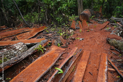 Wallpaper Mural Deforestation of the Brazilian rainforest in the Amazon. Sawed down hardwood jungle tree in the middle of the rainforest. Some boards were used, the rest of the tree is destroyed and will be rotten Torontodigital.ca