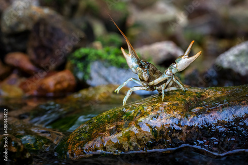 Austropotamobius torrentium - the stone crayfish, is a European species of freshwater crayfish in the family Astacidae