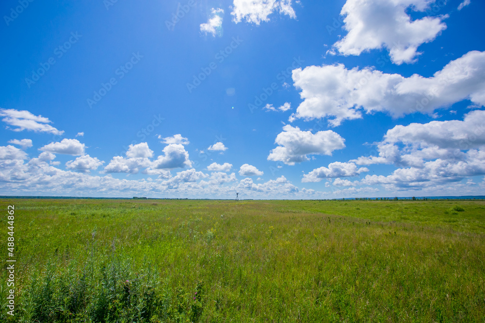 Obraz premium Picturesque summer field. A lone tree stands in a green field.