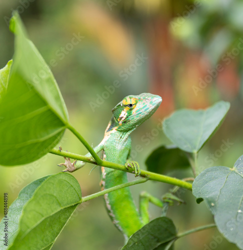 Green lizard sits on a branch in the rainforest of Costa Rica