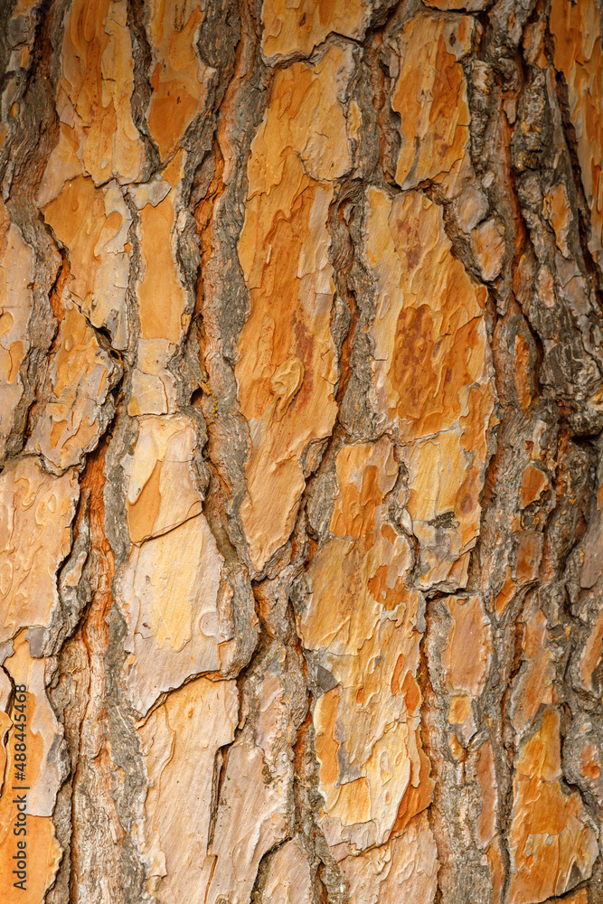 The bark of the tree is brown with deep cracks close-up. The bark of the tree is brown with deep cracks close-up.
