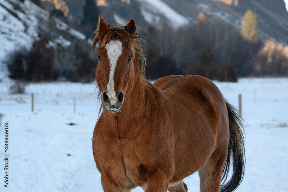 Obraz premium horse in winter