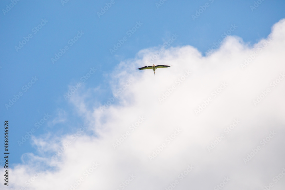 Far Eastern stork flies against the blue sky.